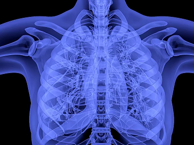 Medical X ray Imaging Equipment Showing Human Thoracic Cavity Skeletal And Lung Structures 3d model