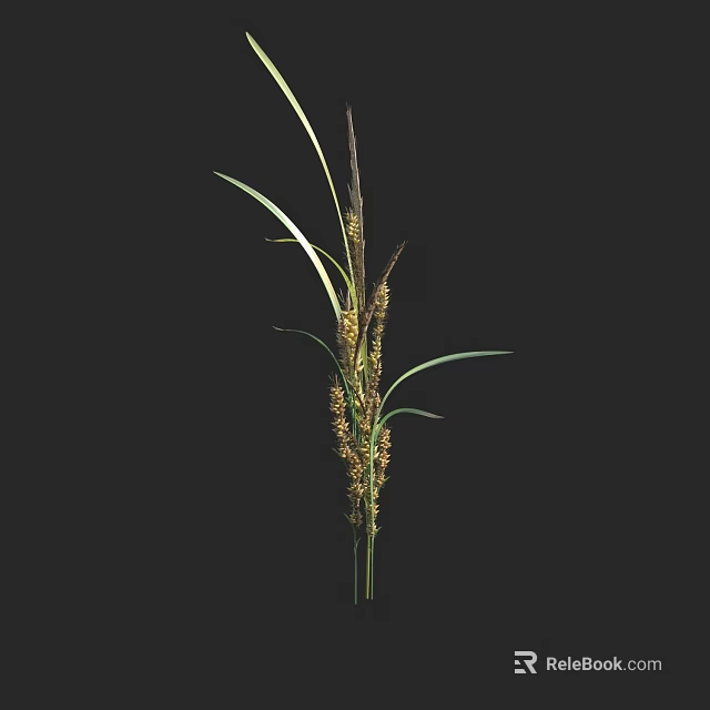 Tall Green Leafy Plant With Brown Spikelets Against Black Background 3d model 