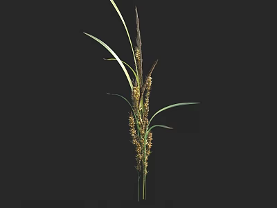 Tall Green Leafy Plant With Brown Spikelets Against Black Background 3d model