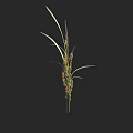 Tall Green Leafy Plant With Brown Spikelets Against Black Background