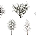 Modern Tree Dead Tree Big Tree Plant 3d model