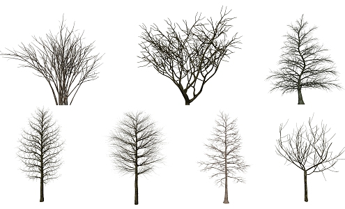 Modern Tree Dead Tree Big Tree Plant 3d model