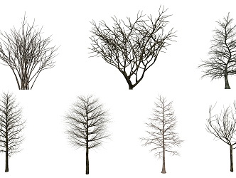 Modern Tree Dead Tree Big Tree Plant 3d model