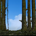 Tall Moss Covered Arborescent Trees With Hanging Vines Blue Sky And Water Lilies