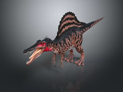 Sail Backed Spinosaurus Dinosaur With Open Mouth Red Neck And Striped Skin 3d model