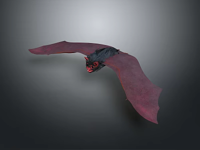 Bat Cartoon Bat Animation Bat Animation Bat Cartoon Character Cartoon Animal Cartoon Small Animal 3d model