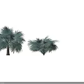Tropical Palm Trees With Lush Green Fronds And Different Trunk Structures 3d model
