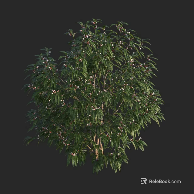 Lush Green Shrub With Dense Foliage And White Blossoms In Garden 3d model 