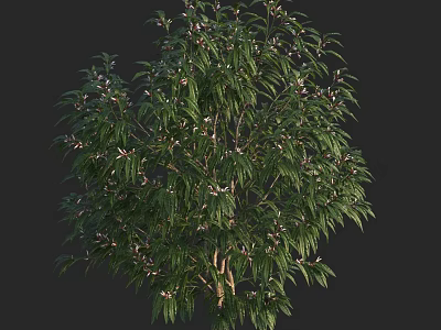 Lush Green Shrub With Dense Foliage And White Blossoms In Garden 3d model