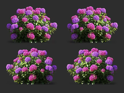 Vibrant Purple And Pink Hydrangea Flowers With Lush Green Leaves In Clusters 3d model