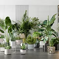 Diverse Indoor Potted Plants With Stylish Planters and Green Leafy Arrangement