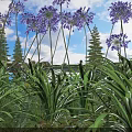 Purple Flowers and Green Leaves with Pine Trees Blue Sky White Clouds and Lake