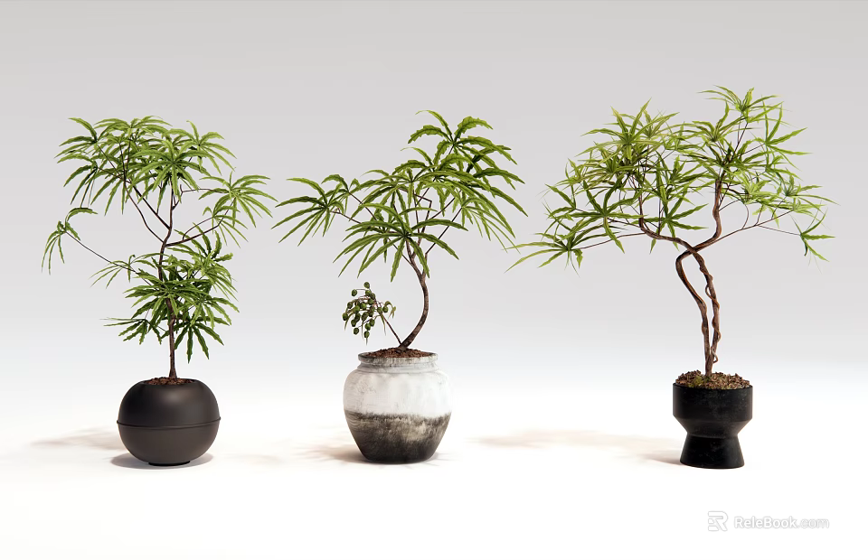 Bonsai Plants in Stylish Ceramic Pots with Lush Green Leaves and Unique Shapes 3d model 