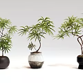 Bonsai Plants in Stylish Ceramic Pots with Lush Green Leaves and Unique Shapes