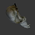 Game Movie Character Mystical Animal Skull Detailed 3D Rendered Realistic Texture