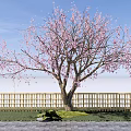 Garden Landscape With Pink Blossom Tree Wooden Fence and Brick Pavement