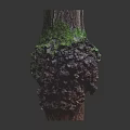 Green Moss Plants Growing On Textured Tree Stump With Natural Foliage