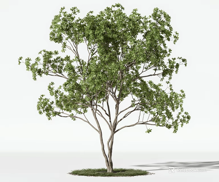 Tall Arbor With Lush Green Leaves And Sturdy Trunk Standing On Grass Surface 3d model 