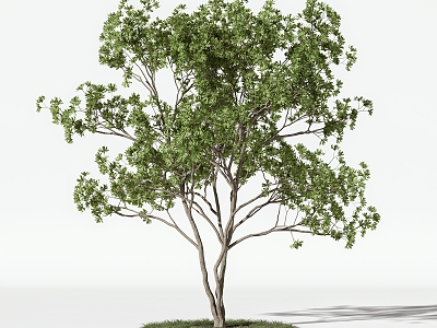 Trees Arbor 3d model