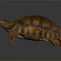Brown Orange Patterned Tortoise with Detailed Textured Shell Standing on Smooth Surface 3d model