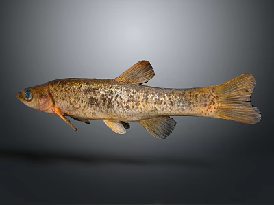Detailed Spotted Brown And Black Freshwater Fish With Slender Body Fins And Tail 3d model