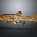 Detailed Spotted Brown And Black Freshwater Fish With Slender Body Fins And Tail