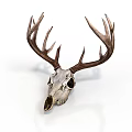 Deer Skull With Large Antlers And Detailed Bone Structure On White Background