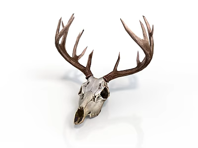Deer Skull With Large Antlers And Detailed Bone Structure On White Background 3d model