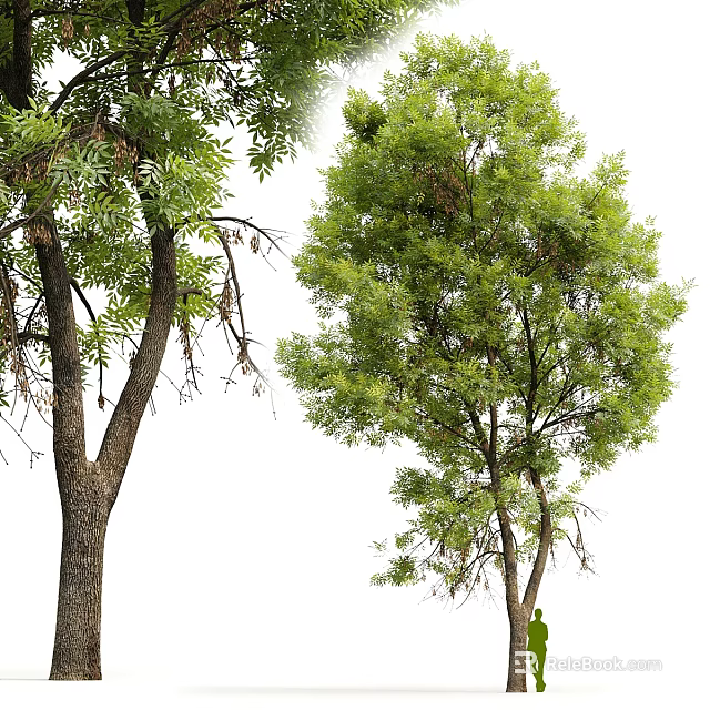 Tall Deciduous And Evergreen Trees With Thick Trunks Lush Green Foliage And Withered Branches 3d model 
