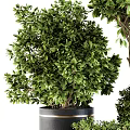 Lush Green Bonsai Potted Plants Of Various Sizes In Black Planters With Gold Accent