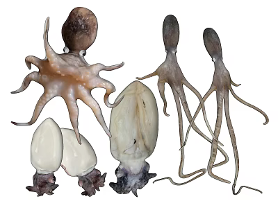 Collection of Aquatic Animals Featuring Octopus and Squid Specimens on White Background 3d model