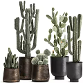 Different Types of Potted Cactus Plants Including Tall Columnar Round Globular and Flat Pad Varieties