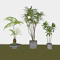 Bonsai Potted Plants With Diverse Green Leaves In Stylish Gray Decorative Pots