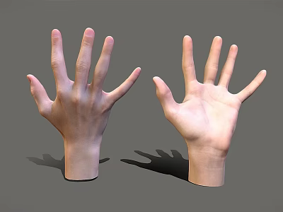 Realistic 3D Rendered Human Hands Displaying Detailed Palm And Fingers Anatomy 3d model
