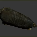 Armadillo With Detailed Shell Texture Standing On Gray Background Showcasing Natural Form 3d model