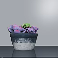 Bonsai Succulent Plant With Purple Green Leaves In Blue White Gradient Pot On Smooth Surface