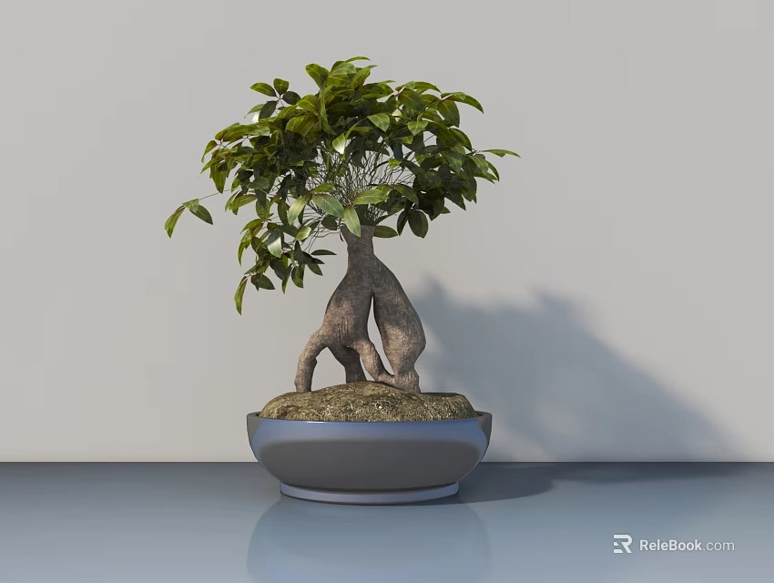 Lush Green Ficus Bonsai Plant with Exposed Roots in Gray Ceramic Pot on Shiny Table 3d model 