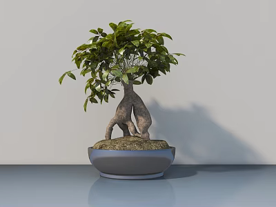 Lush Green Ficus Bonsai Plant with Exposed Roots in Gray Ceramic Pot on Shiny Table 3d model