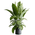 Elegant Green Leafy Plants in Black Marble Vase for Home Decoration