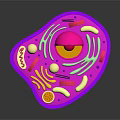 Purple Cell Model Showing Organelles And Hair Like Structures With Nucleus Mitochondria