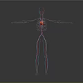 3D Human Body Model Showing Internal Organs Heart And Vascular System On Dark Background