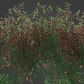 Various Types of Plants with Different Colored Leaves and Flowers