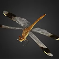 Modern Dragonfly Butterfly 3d model