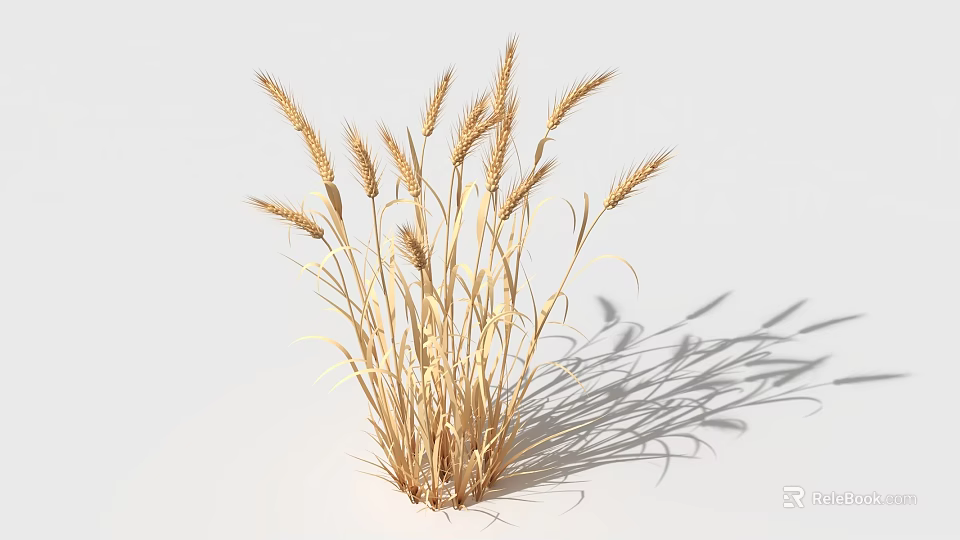 Golden Wheat Stalks With Dry Ears Isolated On White Food Background 3d model 
