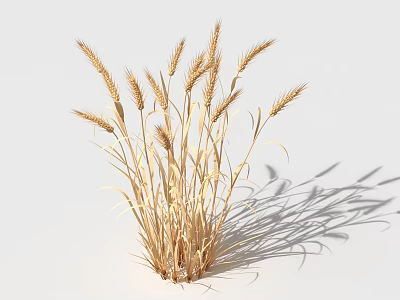 Golden Wheat Stalks With Dry Ears Isolated On White Food Background 3d model