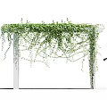Lush Vines Cover White Pergola Near Silhouette Of A Woman