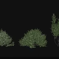 Three Varieties of Green Shrubs with Dense Foliage and Distinct Shapes