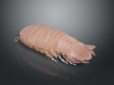 Brown Aquatic Isopod With Segmented Exoskeleton Multiple Legs And Antennae 3d model