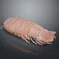 Brown Aquatic Isopod With Segmented Exoskeleton Multiple Legs And Antennae