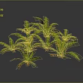 Green Fern Plants With Feathery Leaves And Orange Sporangia On Dark Background With Reflections